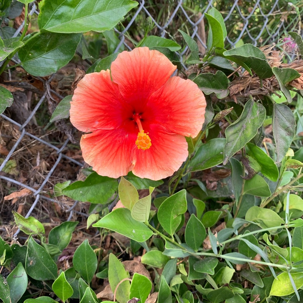 Meet your Posher, Estefany